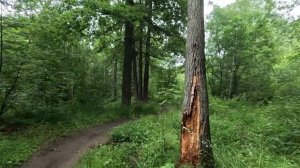 гуляю по лесу часть 5