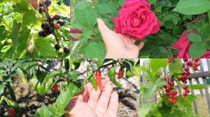 23-06-2026 Острые перчики.🌶️ Смородина начинает спеть.Надо обработать картошку👩🌾