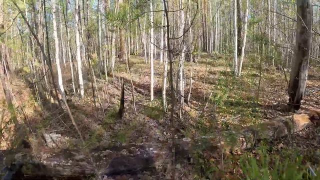 Медведь пришёл на приваду. Остаёмся ещё на пару дней. смотреть онлайн