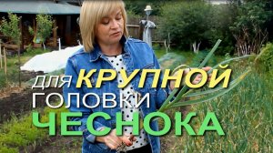 🧄Что нужно сделать за МЕСЯЦ до уборки ЧЕСНОКА!