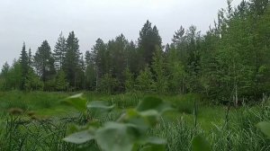 Природа. Релакс. Музыка от ИИ.