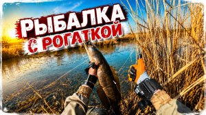 Охота с Рогаткой — Отличный Улов Уже на Втором Выезде! 🎣