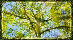 🌿🐦 Утреннее щебетание лесных птиц. Атмосфера летнего дня, голос кукушки и жужжание пчел.