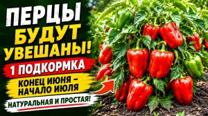 Перца будет в 10 раз больше! Важная подкормка перца в июне-июле