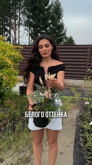 🌿 Что посадить в тенистой части участка?