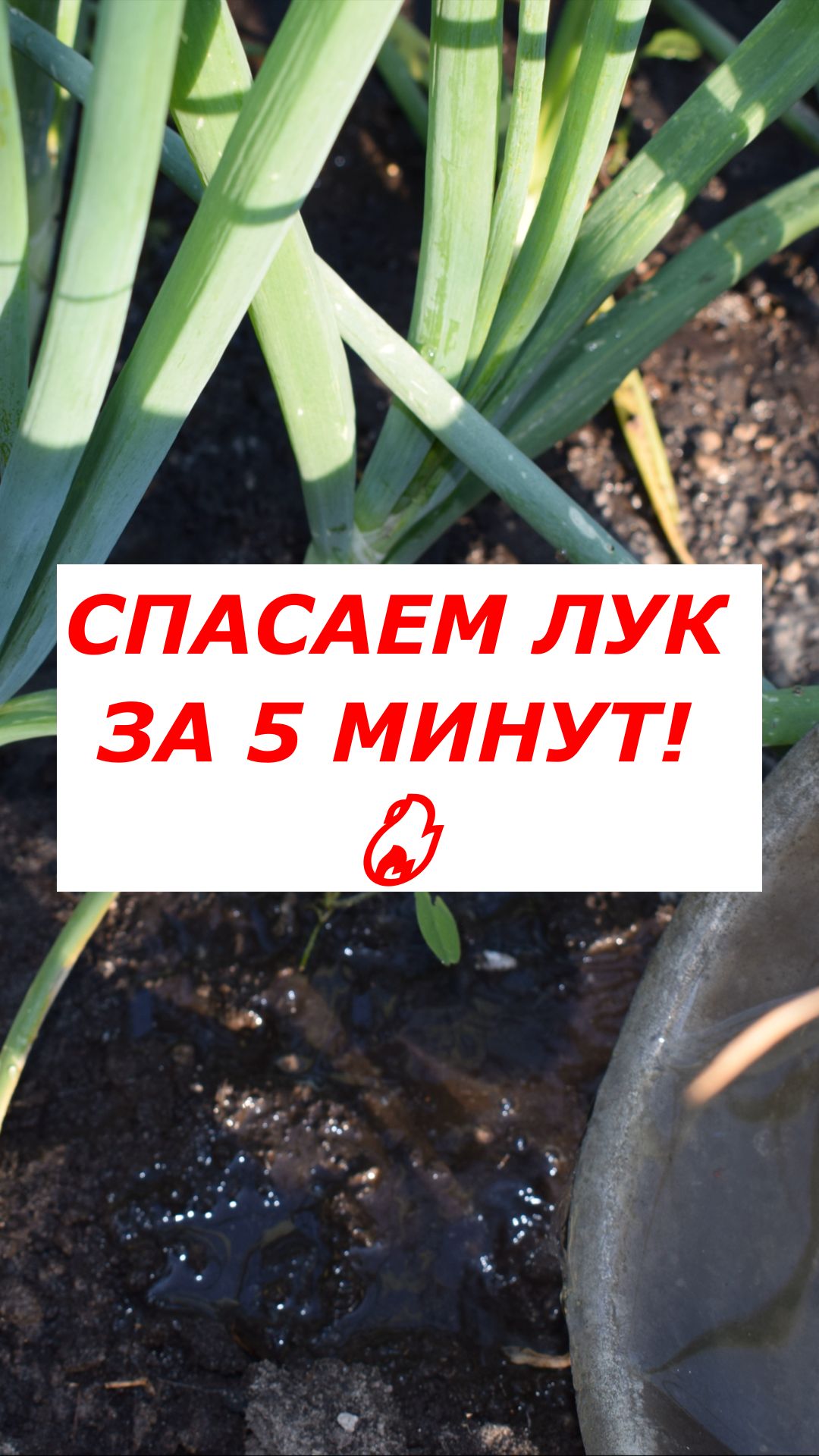 🧅 ЖЕЛТЕЕТ ЛУК? Спасаем грядку одним простым поливом!