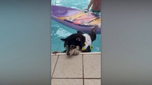 Эти милые создания покорили моё сердце 🥰🫶😼