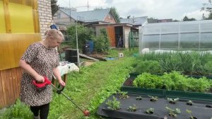 Поработали в огороде. Покосили траву. Срезала мяту на венички.