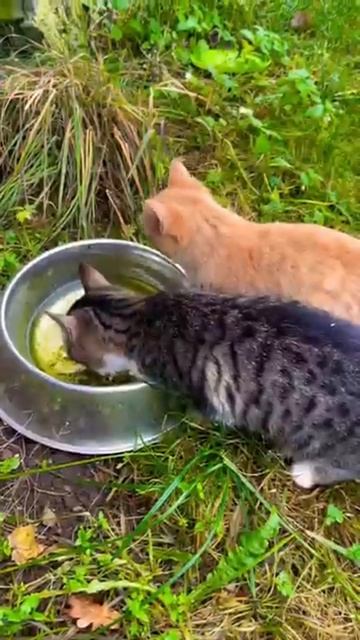 Веселые коты Смешные котики Коты приколы Забавные животные Смешные коты