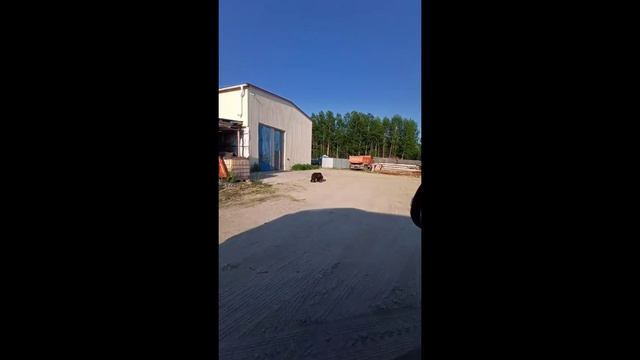 МИШУТКА, ГОЛОДНЫЙ...