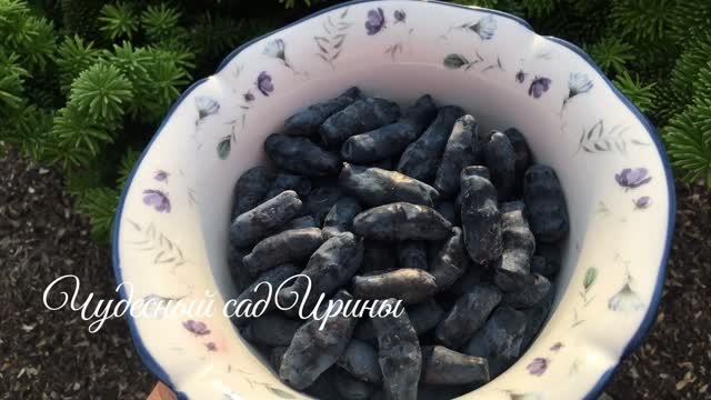 Бакчарскмй великан - жимолость, которая не горчит