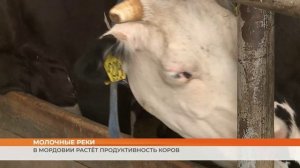 Молочные реки: в Мордовии растёт продуктивность коров