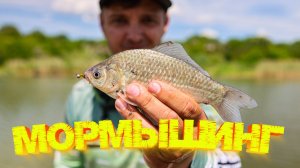 КАРАСИ на МОРМО 👍👍👍 Что можно поймать на МОРМЫШИНГ?  💪😉