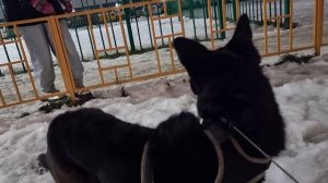 Собака - кенгуру!