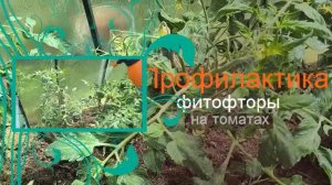 Как я спасаю помидоры от фитофторы. Как избежать фитофторы? Профилактика и способы борьбы.