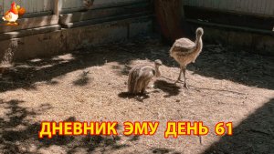 Дневник страусят Эму день 61