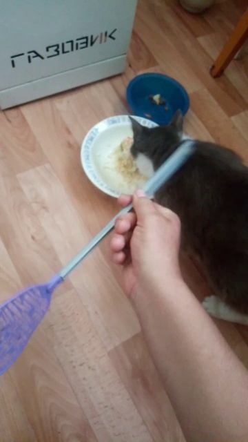 Кошка Фрося проверка хозяина на живодерство 😁
