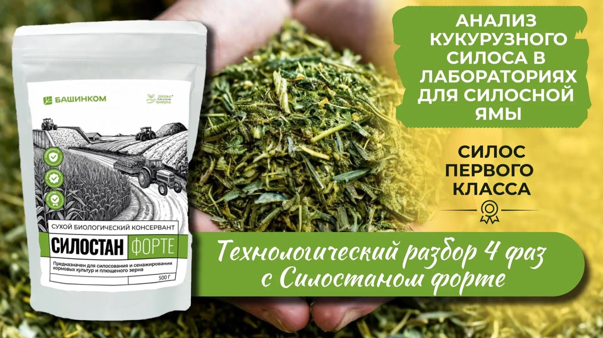 Силос, полезный и ценный корм для скота. Научный разбор от эксперта БашИнкома смотреть онлайн