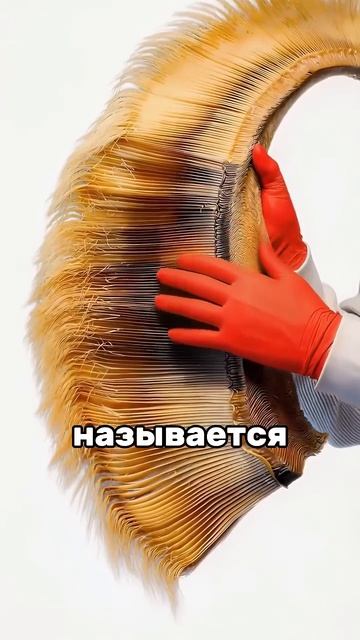 Для чего китам усы?