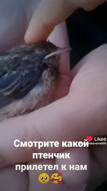 Like_7649453982272996862.mp4 смотреть онлайн