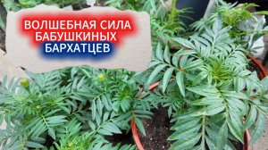 От слизней капусту спасут бархатцы - вы верите? Почему бархатцы должны расти на каждой грядке.
