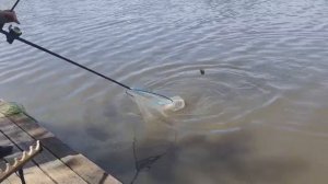 поимки карпа и линя на лесном берегу