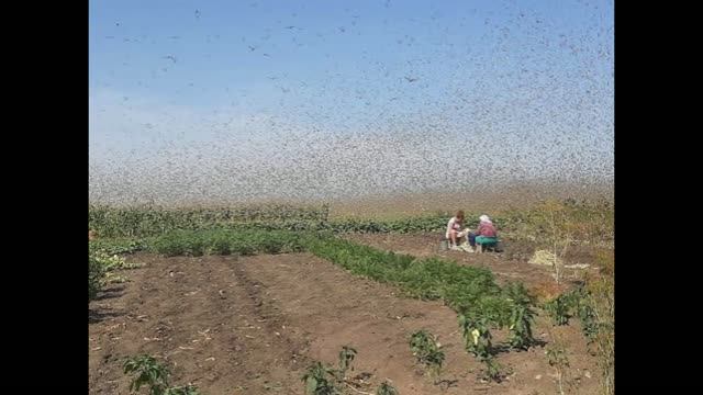 Нашествие саранчи на юге России