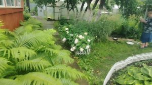День рождения у мужа. Вырос гигантский лук.