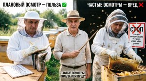 Как частые осмотры губят пасеку и как правильно планировать работу? Отвечает профессор Кашковский 🐝