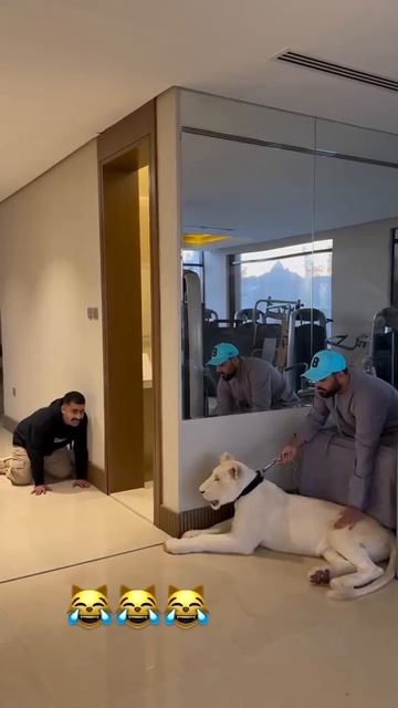 lion prank смотреть онлайн