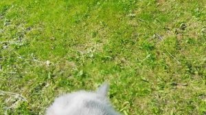 Клубничный 🐈