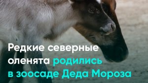Редкие северные оленята родились в зоосаде Деда Мороза