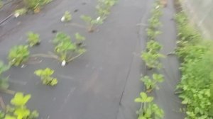 Китайские сорта клубники