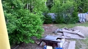 23.06.2026 .Лисята выросли и  в лес ушли , один остался ,понравилось ему на даче 😀🦊