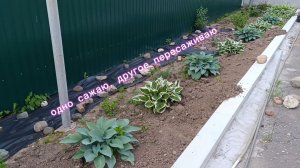 Головоломка этого сезона. Микс Бордер, что куда посадить и как это будет выглядеть?