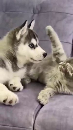 Знакомство с кошкой