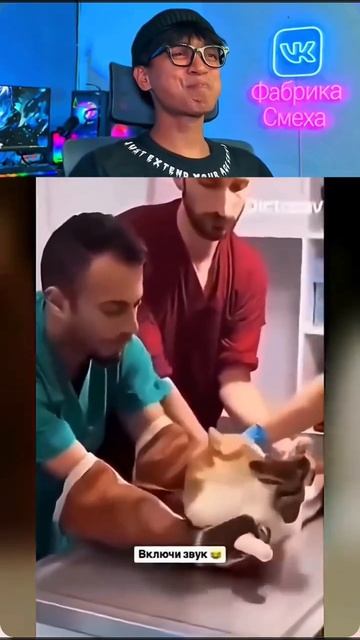 Ты больно за лапки держишь! 😸😹☠️💀