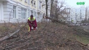 На Советской площади в Уфе заменят аварийные деревья