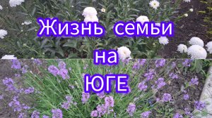 22-06-2026/Поспел горох/ Чистим клубнику/ Кабачковые оладьи/ Печень тушёная в сметане/ Жизнь семьи/