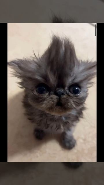 кап Кут смотреть онлайн
