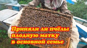 ПОДСАДКА ПЛОДНОЙ МАТКИ В ОСНОВНУЮ СЕМЬЮ, ВИДЕО НЕ ОТ ПРОФЕССИОНАЛА.