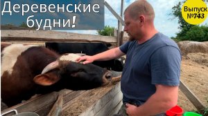 Реальная сибирская деревня: кастрируем поросят и занимаемся скотом.
