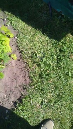 Абиссинка в маленьком колодце