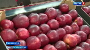 Наливные и сочные на месяцы вперёд. Как садоводам удаётся так долго сохранять урожай свежим?