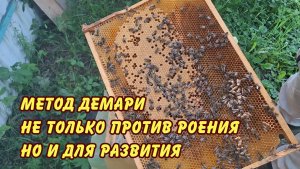 пчеловодство, метод демари не только против роения но и для развития