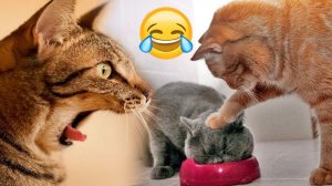 СМЕШНЫЕ КОТЫ | ЛУЧШИЕ ПРИКОЛЫ С КОТАМИ, СОБАКАМИ, КОШКИ, СОБАКИ, ЖИВОТНЫЕ, СМЕШНОЕ ВИДЕО