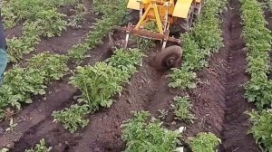 Богдан делает окучивание на К70М