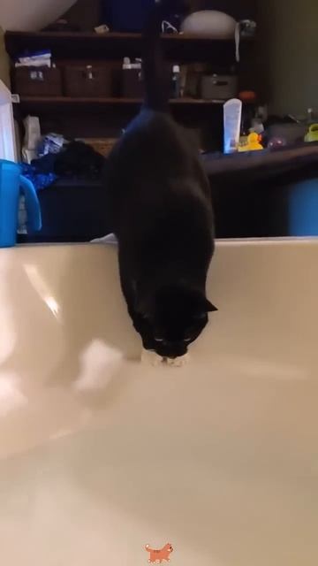 🐈😺😁🌊