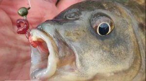 РУЧЕЙ УДИВИЛ КАКОЙ ЗДОРОВЯК НА МОРМЫШКУ рыбалка карася