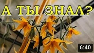 ПЕРВЫЕ ШАГИ в уходе за ТОМАТАМИ🍅🍅🍅